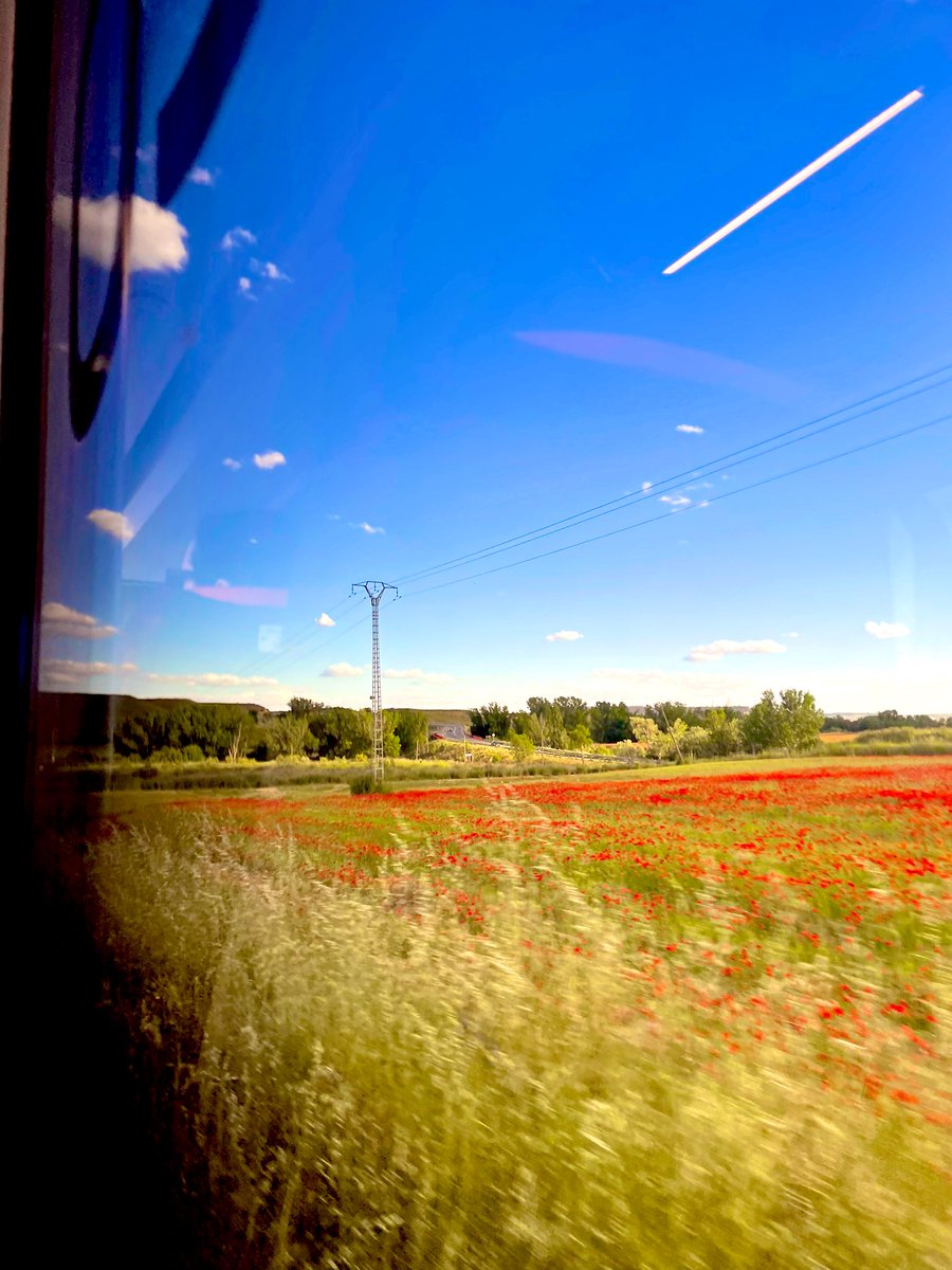 Lo único bonito que veo en mi viaje al trabajo son los campos de amapolas… el resto… prefiero la dehesa de mi Extremadura 🤷🏻‍♂️