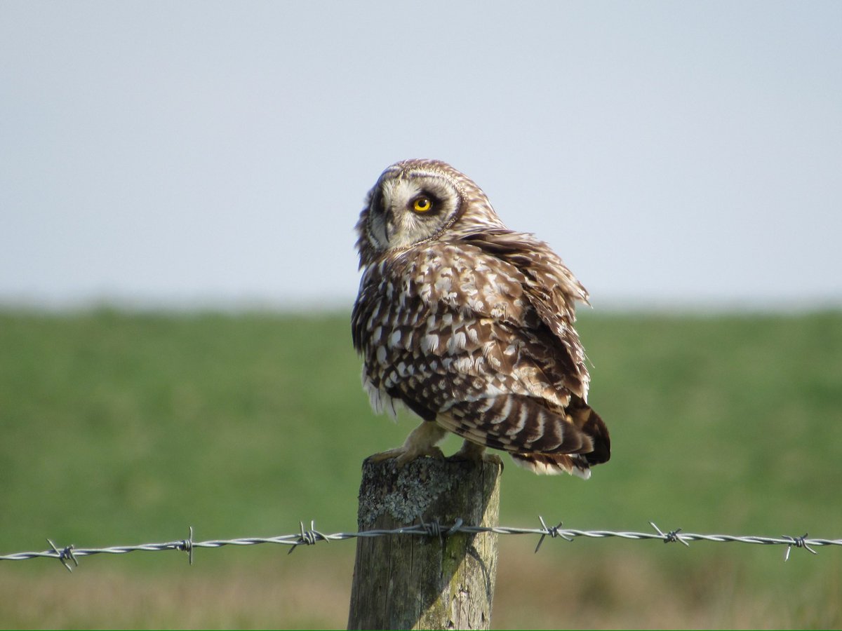 Right time right place this morning, couldn’t believe me luck as this Short-eared Owl landed next to the car 🤪😁😇 @nybirdnews @teesbirds1