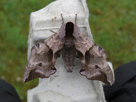 From Landguard, Eyed Hawkmoth is infrequently with us as it lives mostly on willows, sallows and apple trees.