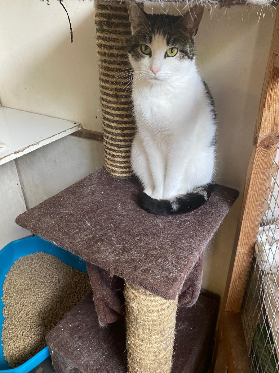Pippa is a gentle girl of around 2 years old. Can you offer her a quiet home this #Caturday where she can learn that not all humans are unkind to her? She was badly treated in her former home , but remains sweet natured, although a little shy with new people. #AdoptDontShop
