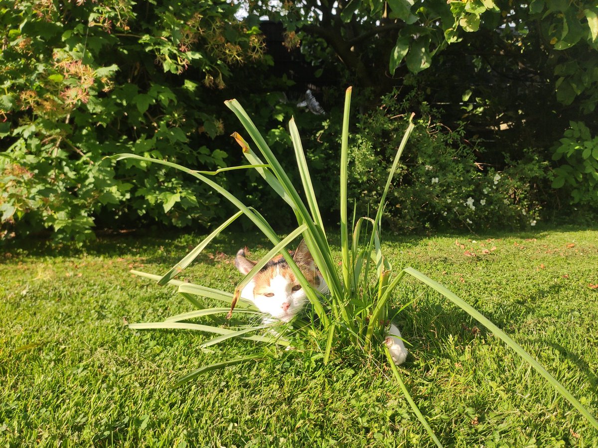 แมวไปวันๆ tweet media