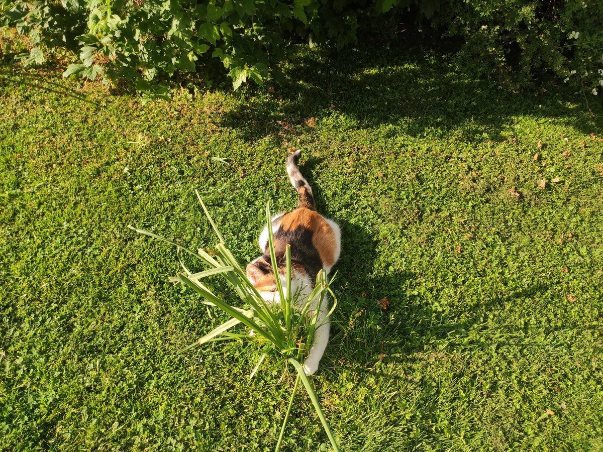 แมวไปวันๆ tweet media