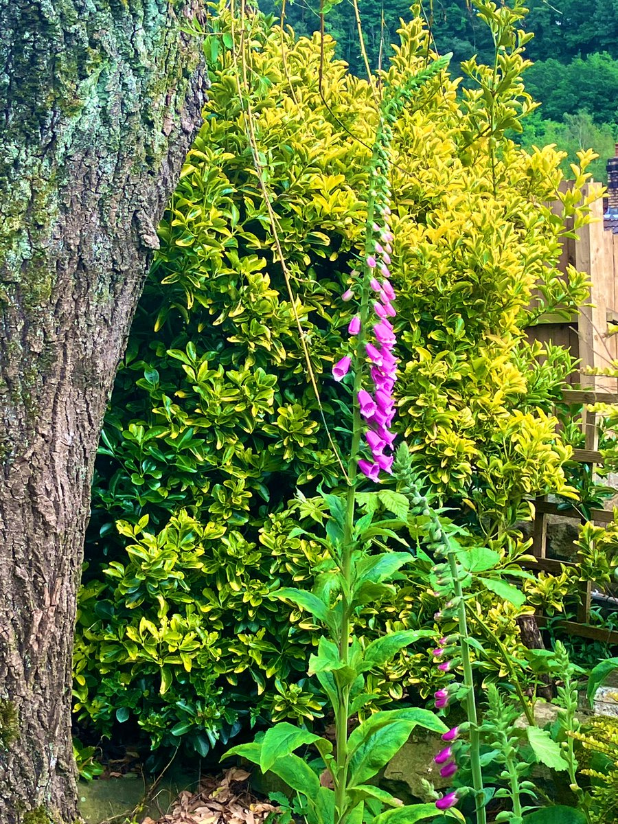 The self seeded #Foxgloves in my Mams garden are absolutely gorgeous 😍 Useless fact for you - the name Foxglove is nothing to do with Foxes 🦊 but comes from the old English for the gloves of the Faire Folk 🧚🏽‍♀️ 🧚