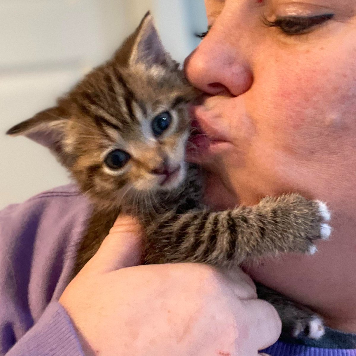 rock_n_rescue's tweet image. Meet amazing momma Siamese/Birman 
Amelia and her baby Andy!  They are a bonded duo available for FOSTER TO ADOPT.  Momma is FIV+ which is a non life threatening issue FYI and Andy prob will turn 
negative as he gets older.   #fiv #fivcat #fivcats 
#fivcatsrule #fivcatsrock