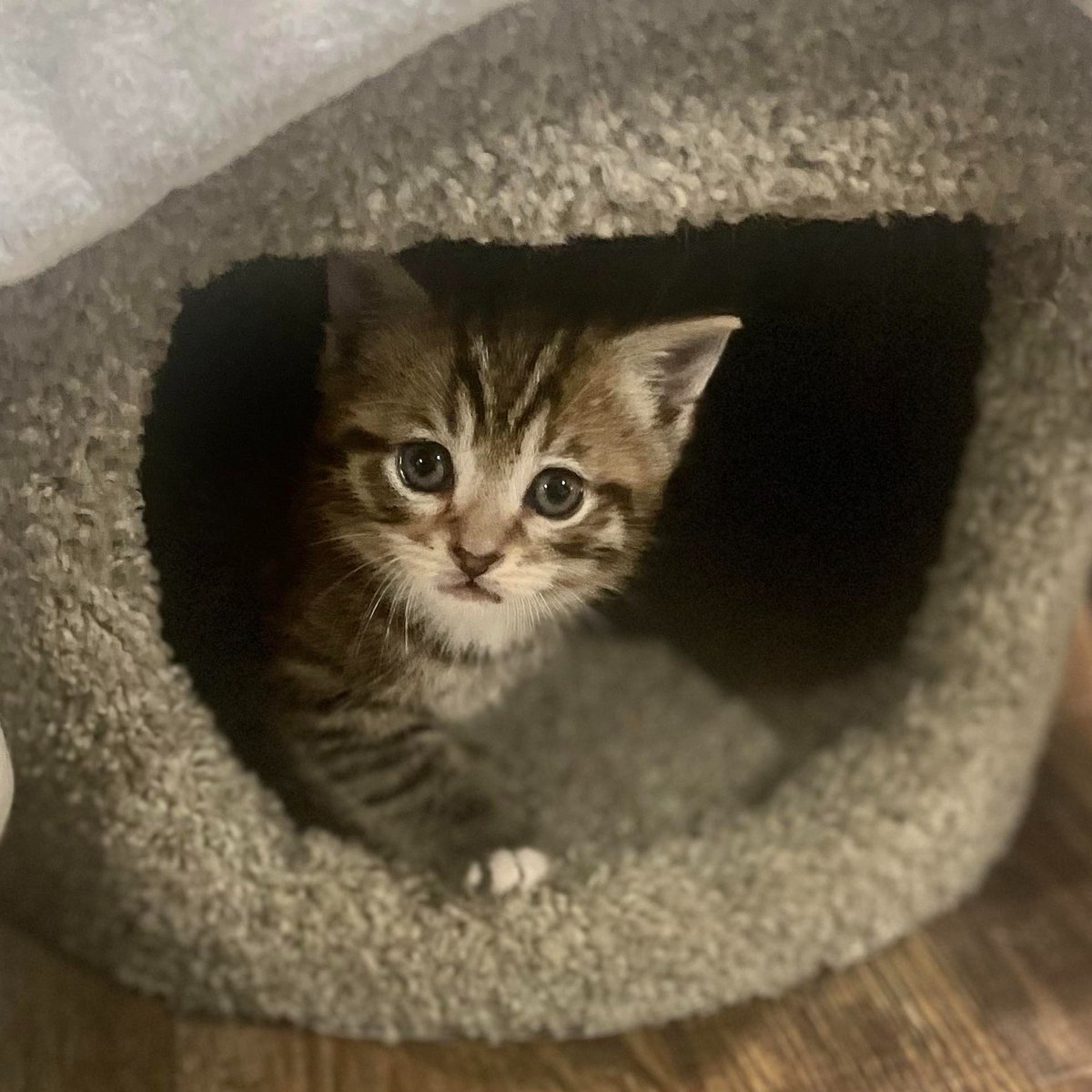 rock_n_rescue's tweet image. Meet amazing momma Siamese/Birman 
Amelia and her baby Andy!  They are a bonded duo available for FOSTER TO ADOPT.  Momma is FIV+ which is a non life threatening issue FYI and Andy prob will turn 
negative as he gets older.   #fiv #fivcat #fivcats 
#fivcatsrule #fivcatsrock