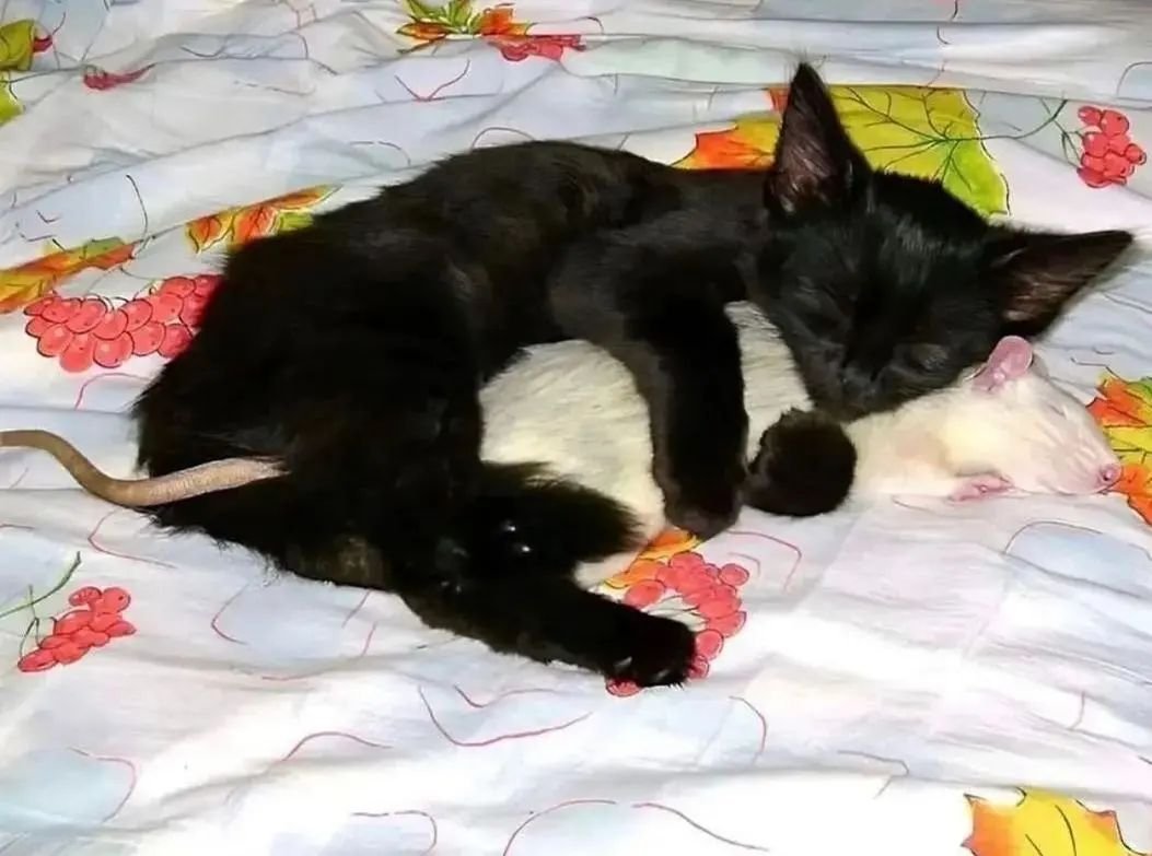 Punch Cat (@punchingcat) on Twitter photo 