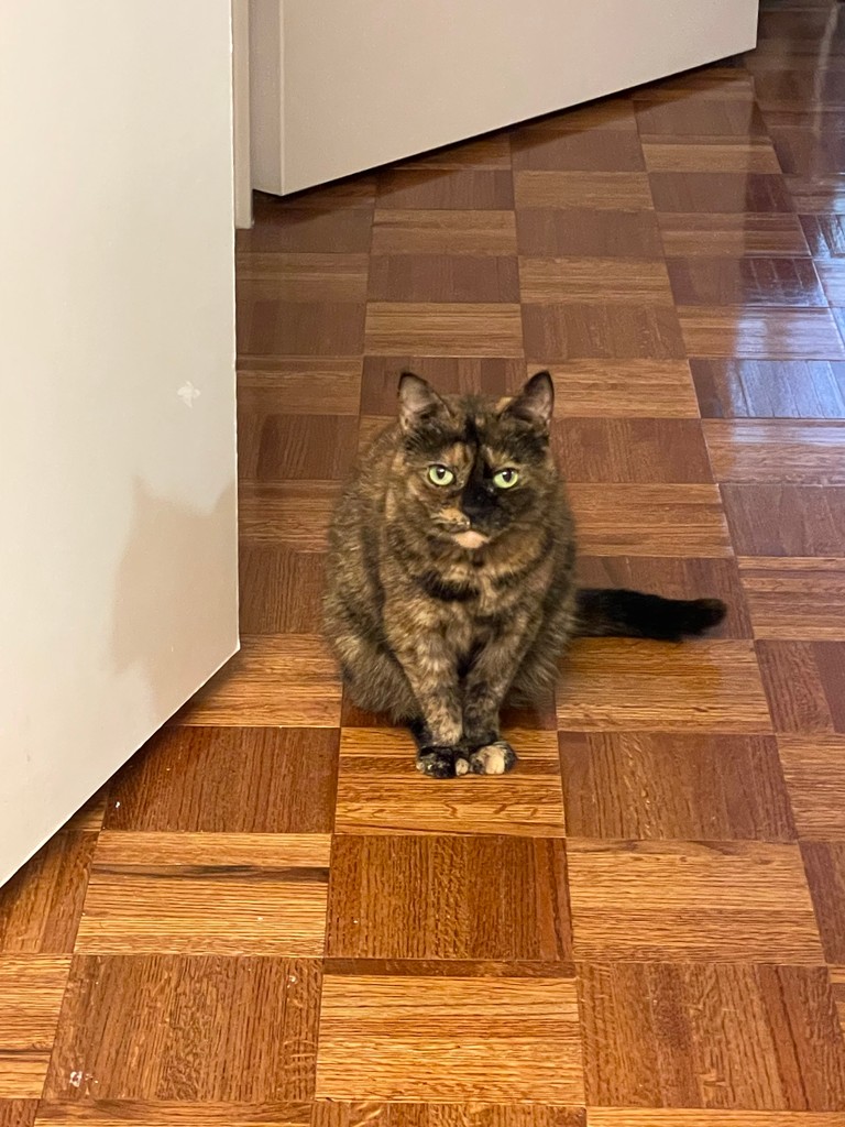 Lunch, please! . #buttonthetortie #nyccats #meow #thedailykitten #dailyfluff #petoftheday #tortie #tortoiseshellcat #tortoiseshell #tortitude #tortiepride #tortielove #mrsgrumpington #cuteasabutton #tortiethings #tortiecats #catlife #cat #kitty #bestmeow #catlovers #pawsandpaws