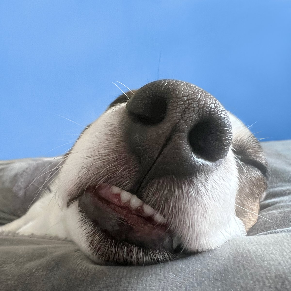 toweronthego's tweet image. Sleeepy boopy 🤏🏻

#boop #boopmynose #boopdasnoot #weekendvibes #cutedog #sleepydog #sleepypuppy #weeklyfluff