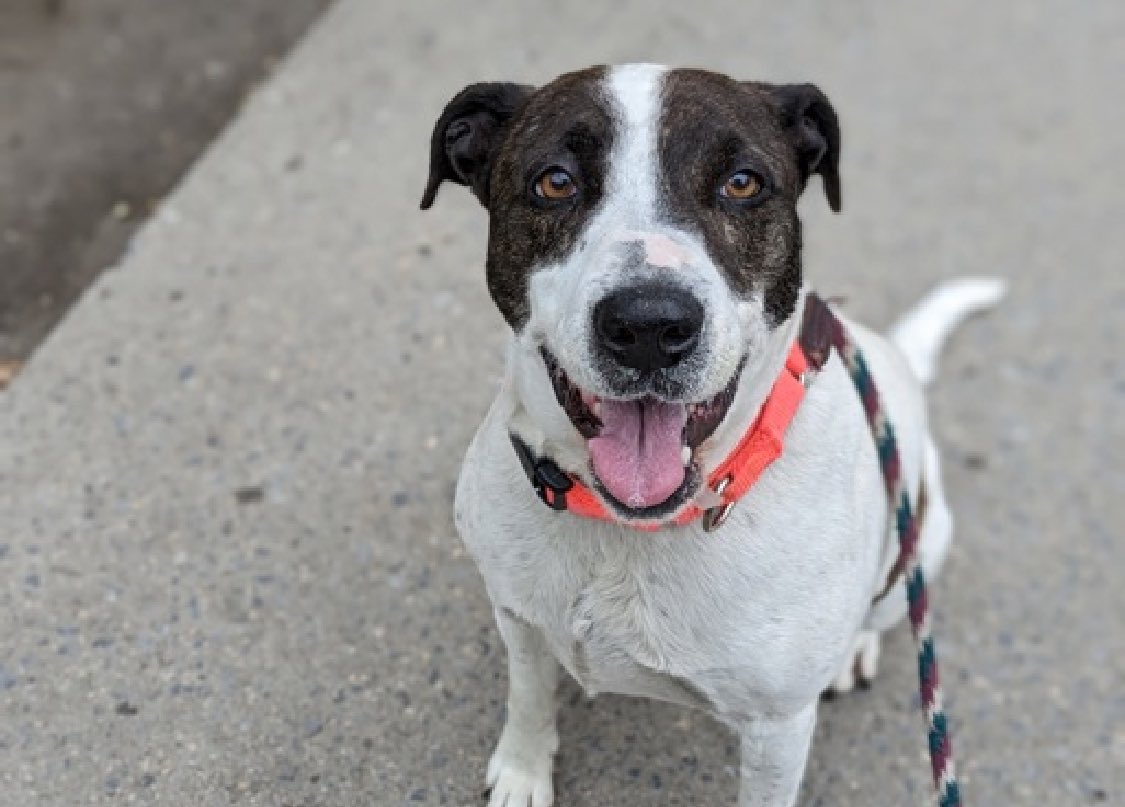 HOURS LEFT, DELISTED in preparation TBK in NYCACC: Ruger 197983 is sweet, shy and timid. She arrived as a stray friendly, loose and wiggly on April 17. Now she's overwhelmed and scared with a tucked tail and whale eyes and TBK anytime. When she's comfortable, she loves to cuddle