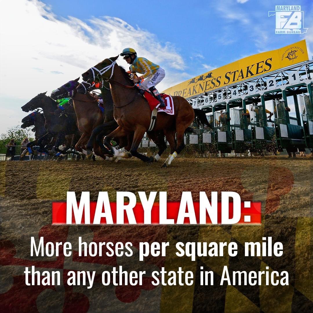 Today is the 149th @PreaknessStakes, marking a special celebration of Maryland's equine industry. Did you know that Maryland is home to the most amount of horses per square mile than any other state in America? 🐎 It's true!