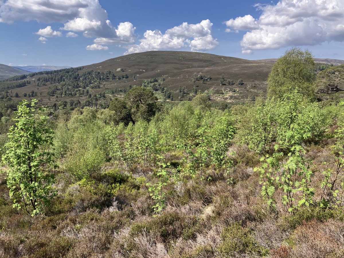 The Mar Forest is a great spot for seeing what natural processes led management has to offer - ancient woodlands with landscape scale pine and broadleaf regeneration alongside plenty of open moorland. Cuckoos, whinchat, Scottish crossbill, black grouse, redstart, tree pipit etc…
