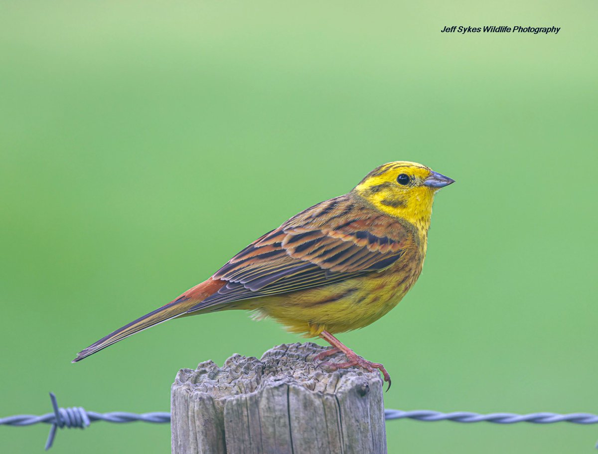 One from this morning, Yellowhammer so let’s have tonight’s thread colours in the name