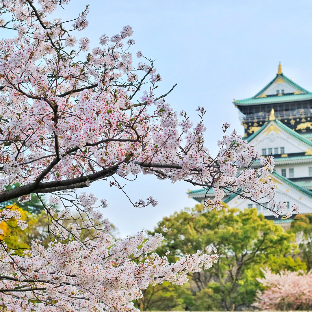 Cherry blossoms, known in Japan as sakura, are radiant, delicate, and  beautiful.However, they are more than simply pretty trees...

Learn more about cherry blossoms: ow.ly/l9BL50RIA8R.

#JapanTravel #JapaneseCulture #JapaneseHistory