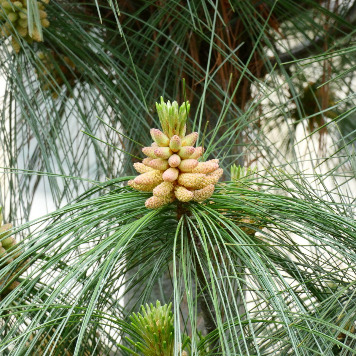 Needle #leaves, long and free, Adorn young cones on #pine #trees. Soft and slender, They burst in silence like green fireworks. 🌲 #NaturePhotography #NaturePhoto #naturesbeauty #naturelovers #tree #treelovers #photo #photos #photography #自然 #樹木 #松 #球果 #マツ #テーダマツ