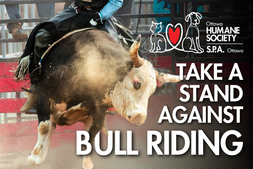 ottawahumane's tweet photo. The Professional Bull Riders competition is bringing animal cruelty to Ottawa.

Preying on a bull’s natural instincts, PBR forces these creatures into a state of distress for profit and entertainment.

Sign the petition: https://t.co/C07sV3W54Y https://t.co/ZQXfWNFwZE