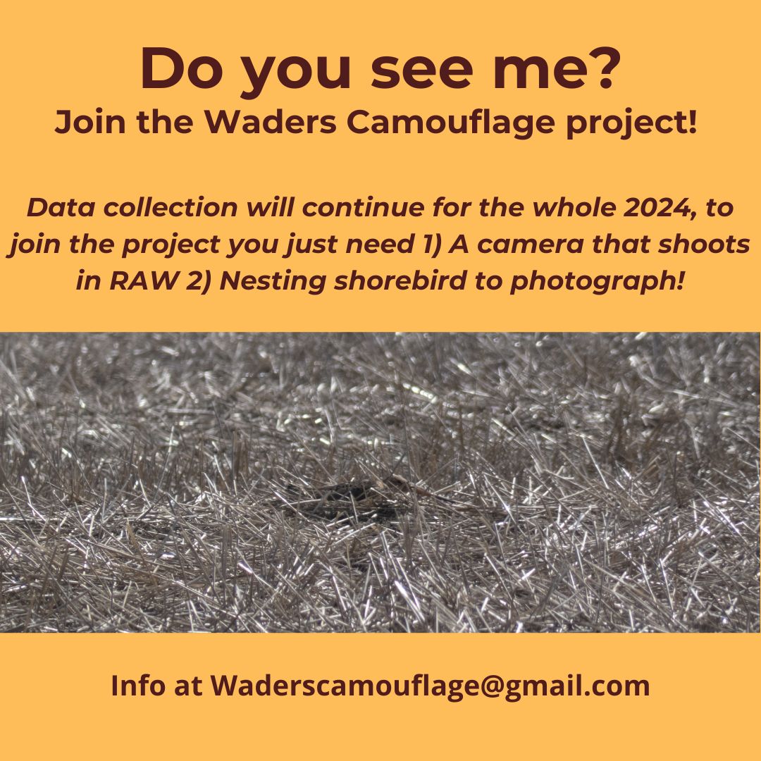 [Please RT] 
Waders can be tough cookies to photograph while incubating, and even a not so discreet bird like this black-tailed godwit can blend in! Would you like to joing the project? That's your chance! 

#shorebird #ornithology #camouflage