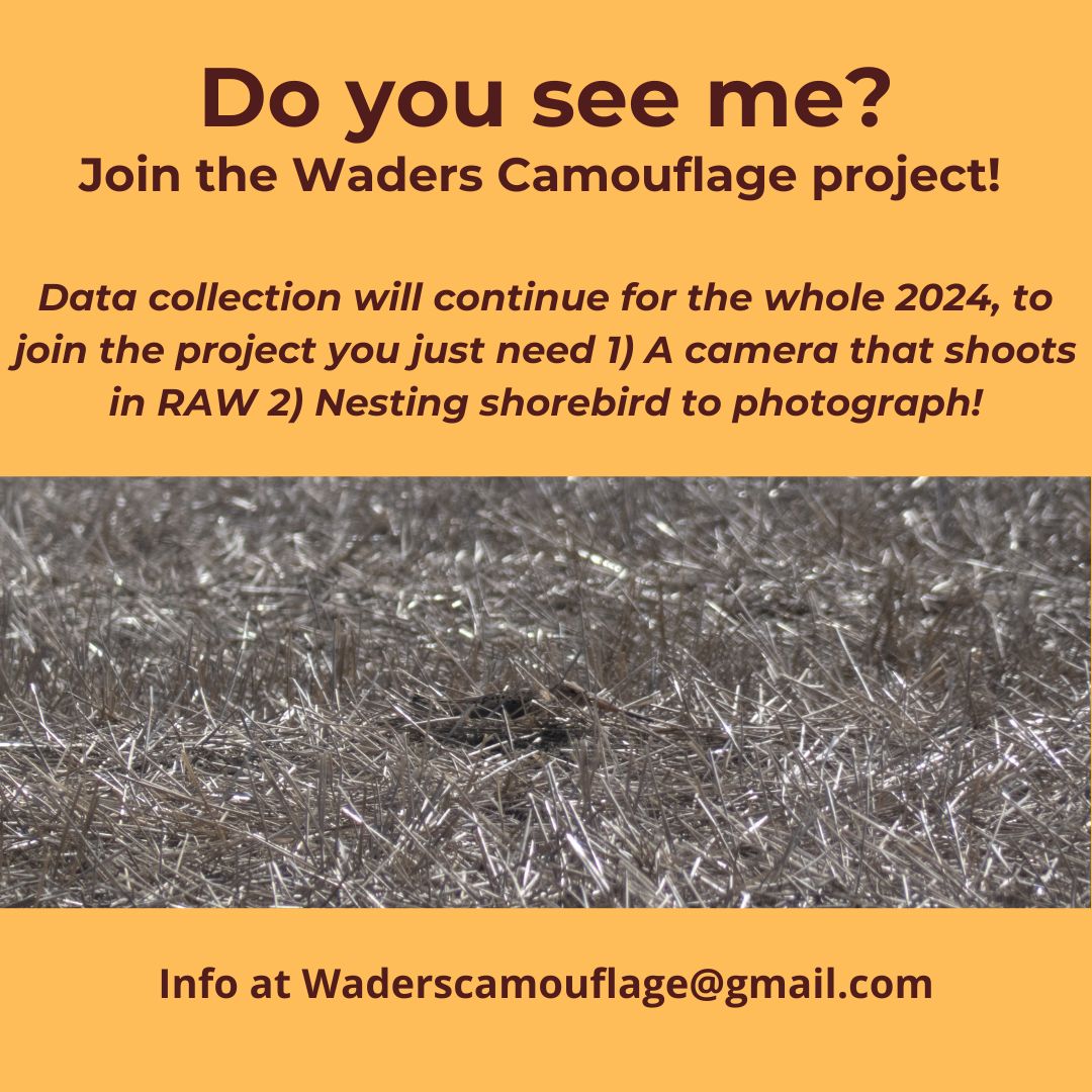 [Please RT] Waders can be tough cookies to photograph while incubating, and even a not so discreet bird like this black-tailed godwit can blend in! Would you like to joing the project? That's your chance! #shorebird #ornithology #camouflage