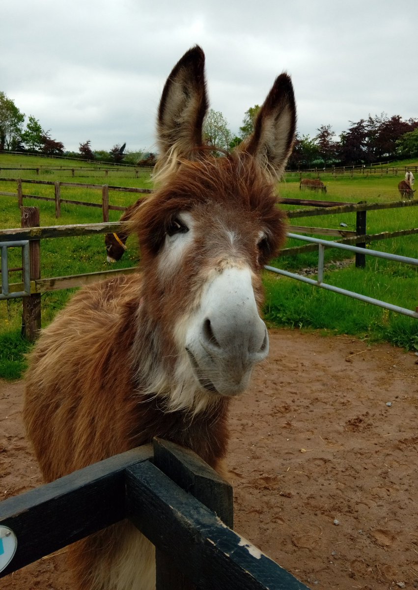 This character's face at the @DonkeySancIre today 😍 🫏 @DonkeySanctuary