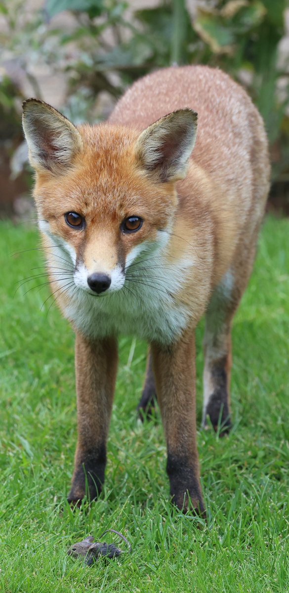 Fox caught a mouse #fox #Foxes #foxinmygarden #FoxOfTheDay #foxlovers #fuchs #zorro