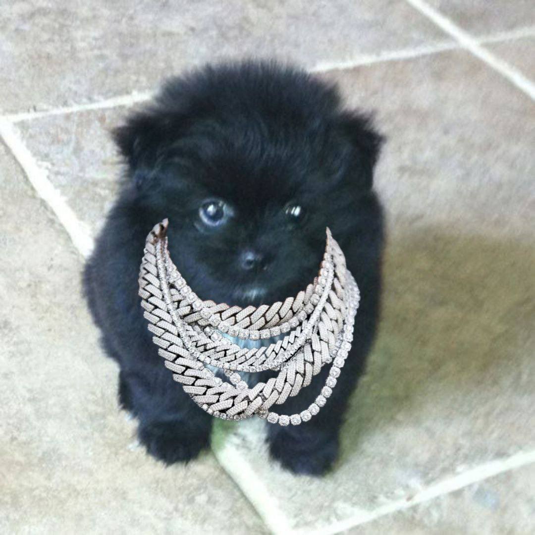musheadas's tweet photo. @rekmeporfavor @AshleyDCan $nigo is ready for the bling https://t.co/KxMMcsw4di