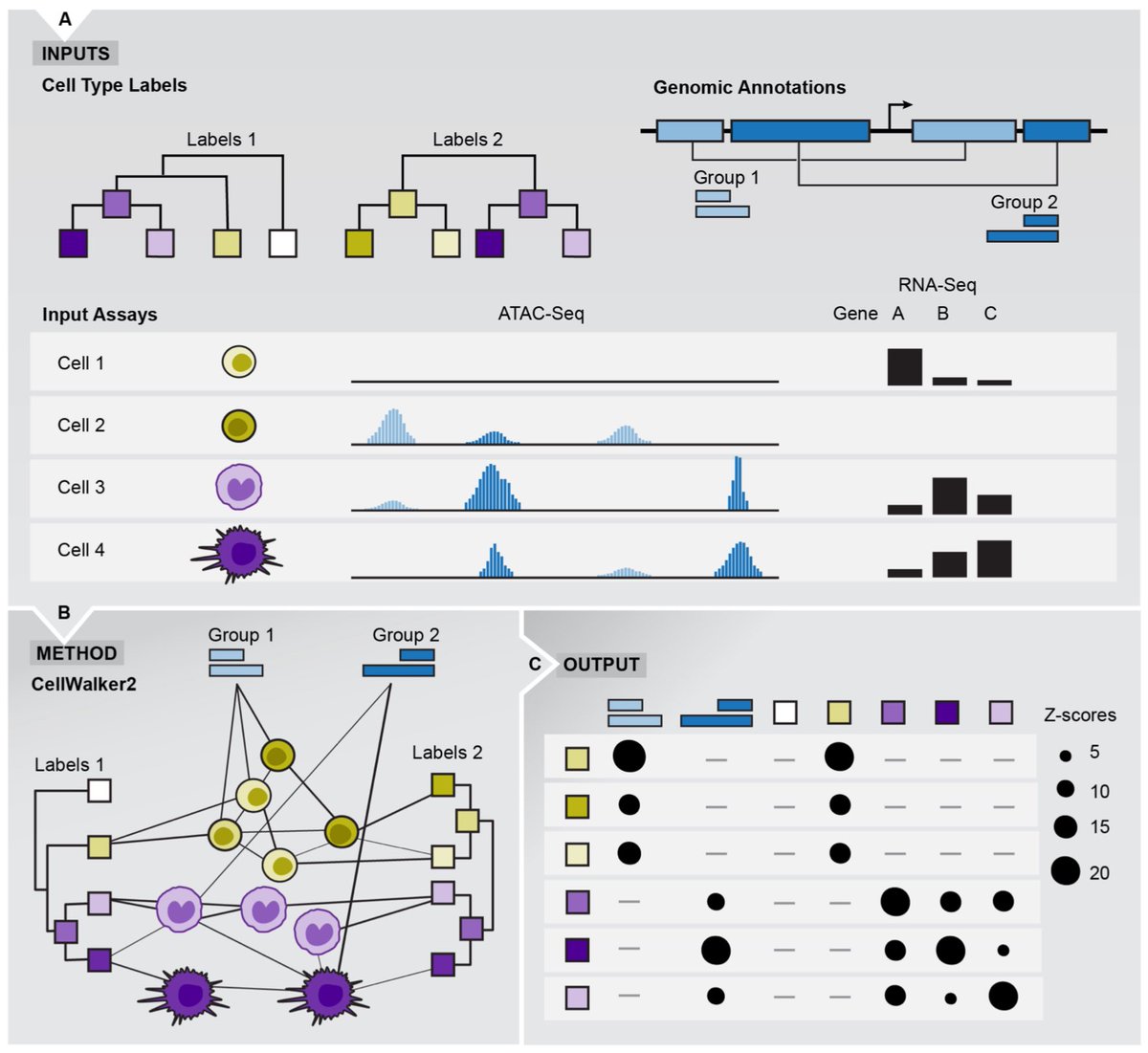 CellWalker2: multi-omic discovery of hierarchical cell type relationships and their associations with genomic annotations biorxiv.org/content/10.110…