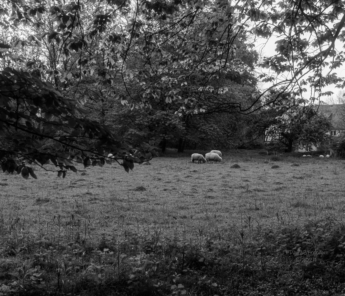 📷 1/100 sec at f/8,0, ISO 160, 40 mm prime #dan23freedom
#germany #nordrheinwestfalen #trees #ilovetrees #tree_magic #PeacefulPastures #SheepGrazing #RuralBliss #BlackWhiteMood #NatureSerenity #CountrysideCharm #FarmLife #RusticScenes