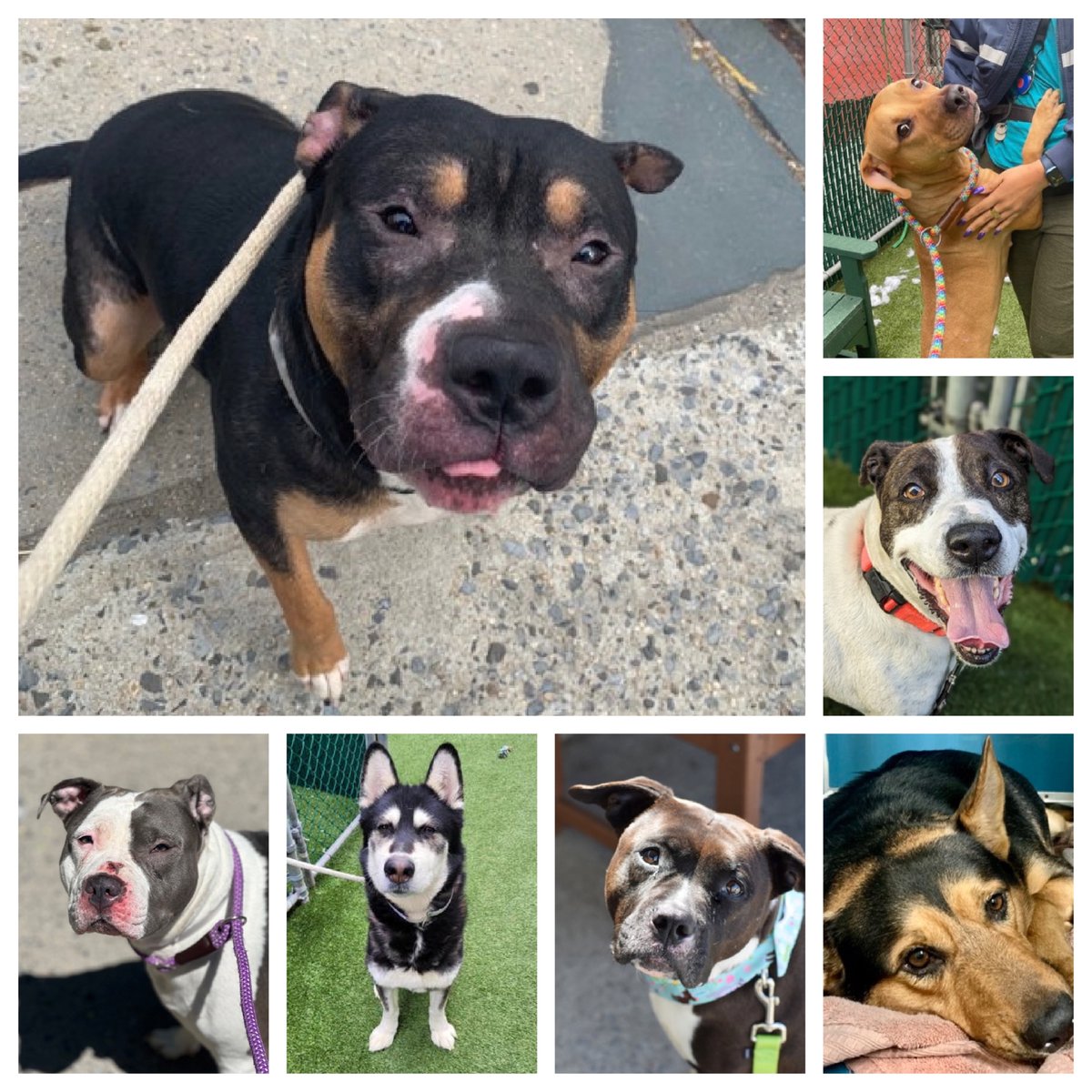 The conveyor belt of death continues in NYCACC with Shortbread, LaLa, Ruger, Bella, Marshmello, Zuna and Captain all delisted and waiting in line TBK anytime. Please repost and share where you can. Email keitholbermanndogs@gmail.com urgently if you can help anyone. Thank you.