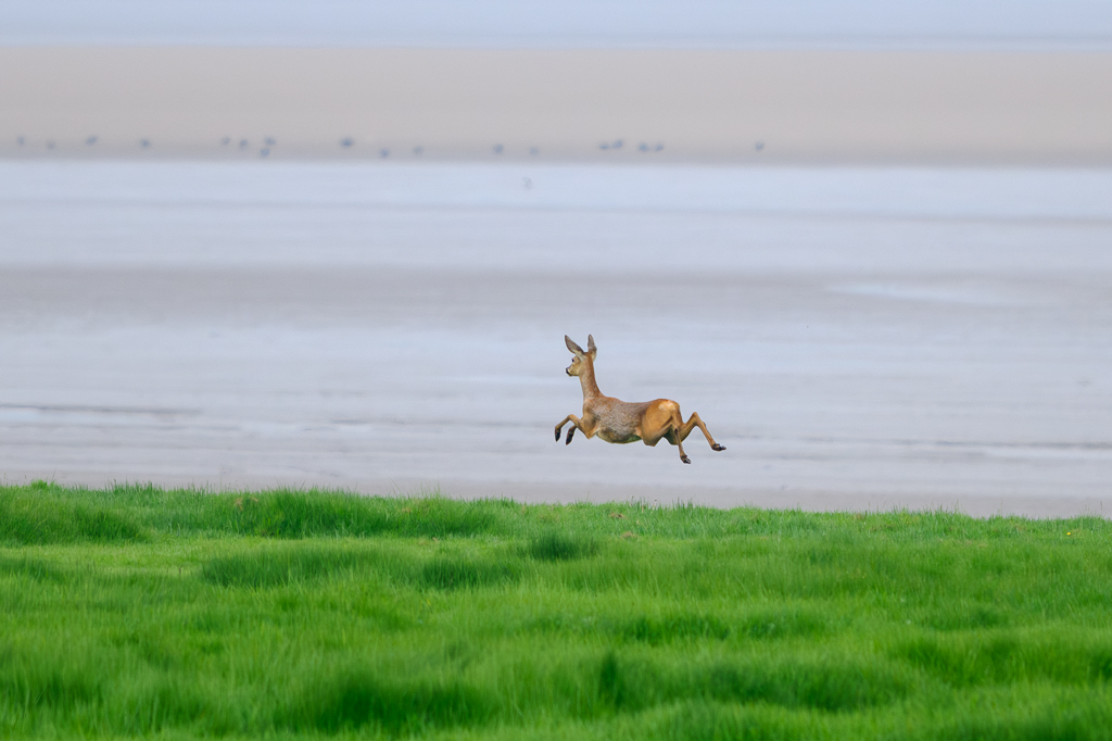 ROE DEER Middle point 18/5/24 @WWTSlimbridge @slimbridge_wild @WWTconservation @BritishDeerSoc @WildlifeMag