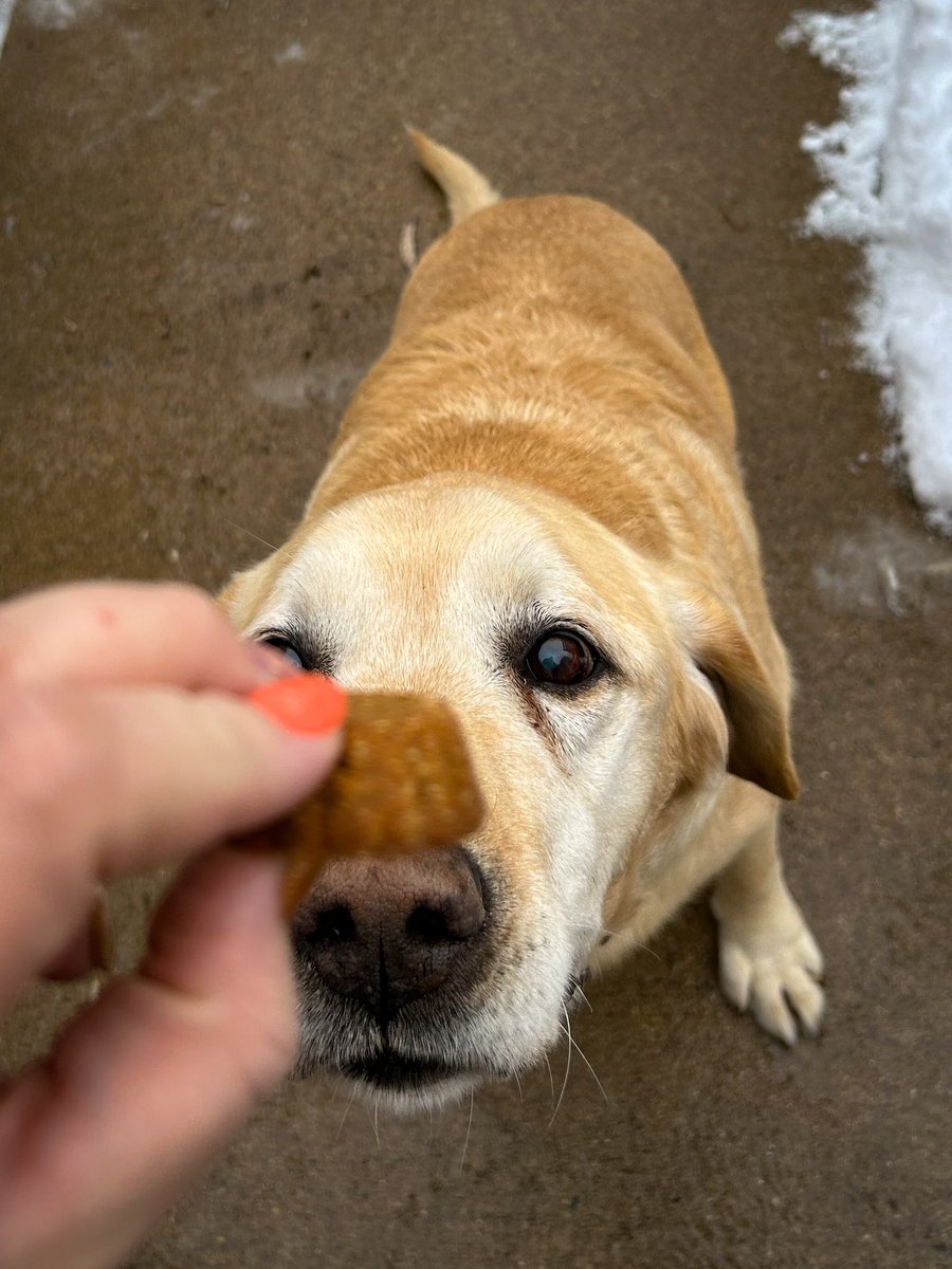 Who’s a good boy? 💛💛 #canislupusfamiliaris #yellowlab #labrador #seniordoggo