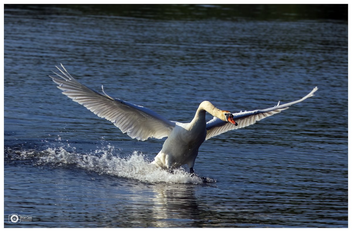 Batswan escaping the Speedboat at Strathclyde Country Park last night

@nlcpeople 
#Swan #Water #CanonR6 #Wildlife