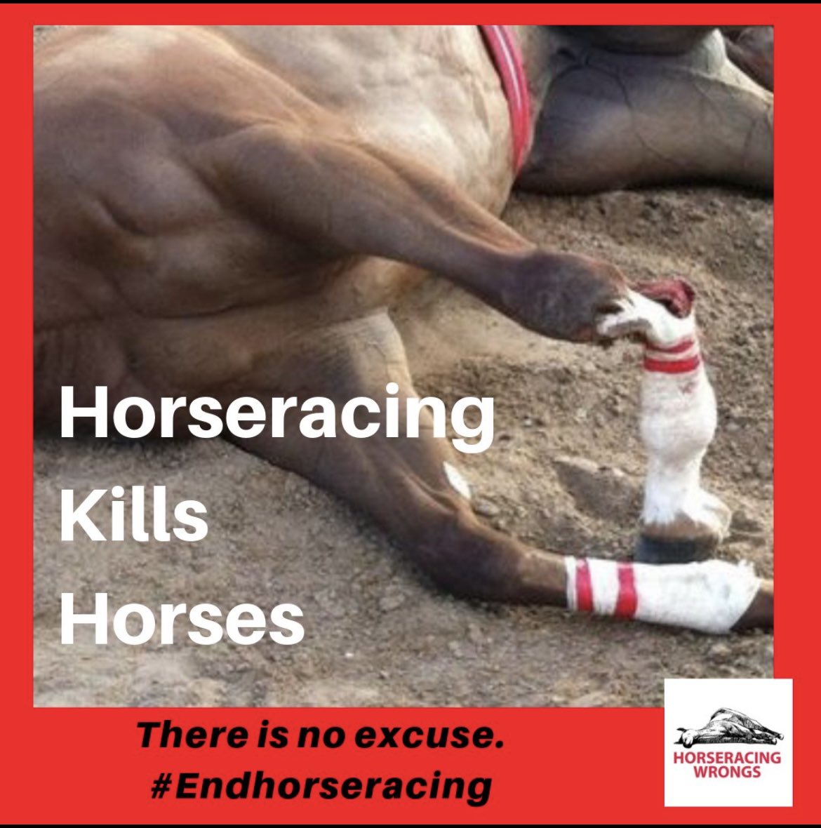 Death at the track is broken necks, severed spines, ruptured ligaments & shattered legs – occasionally shattered so severely that the limb remains attached to the rest of the body by skin or tendons only. #EndHorseracing #HorseracingKillsHorses #BoycottHorseracing #Preakness149