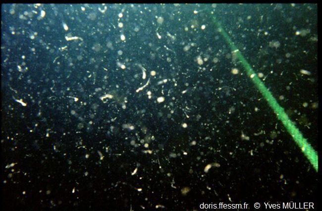 DORIS_ffessm's tweet image. Enfin, dans les dernières fiches publiées ces 3 derniers jours, nous avons une #algue #planctonique, parfois envahissante : la mousse de mai.

MÜLLER Y., MARAN V., MOUGET J-Luc. in : #DORIS, 18/05/2024 :
Phaeocystis globosa Scherffel, 1899, doris.ffessm.fr/ref/specie/5874

#biodiversite