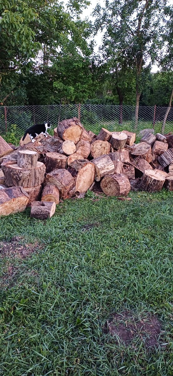 Jo estet allemaal 🥰
Druk dagje geweest vandaag. 
Het hout voor de winter is gebracht wat nog wat kloofwerk er bij geeft.
Verder zijn we nog steeds aan het witten en hopen morgen klaar te zijn.
Gras gemaaid en nu helemaal af.
We gaan een wijntje drinken  
Fijne avond en😴 🥰🥰🥰