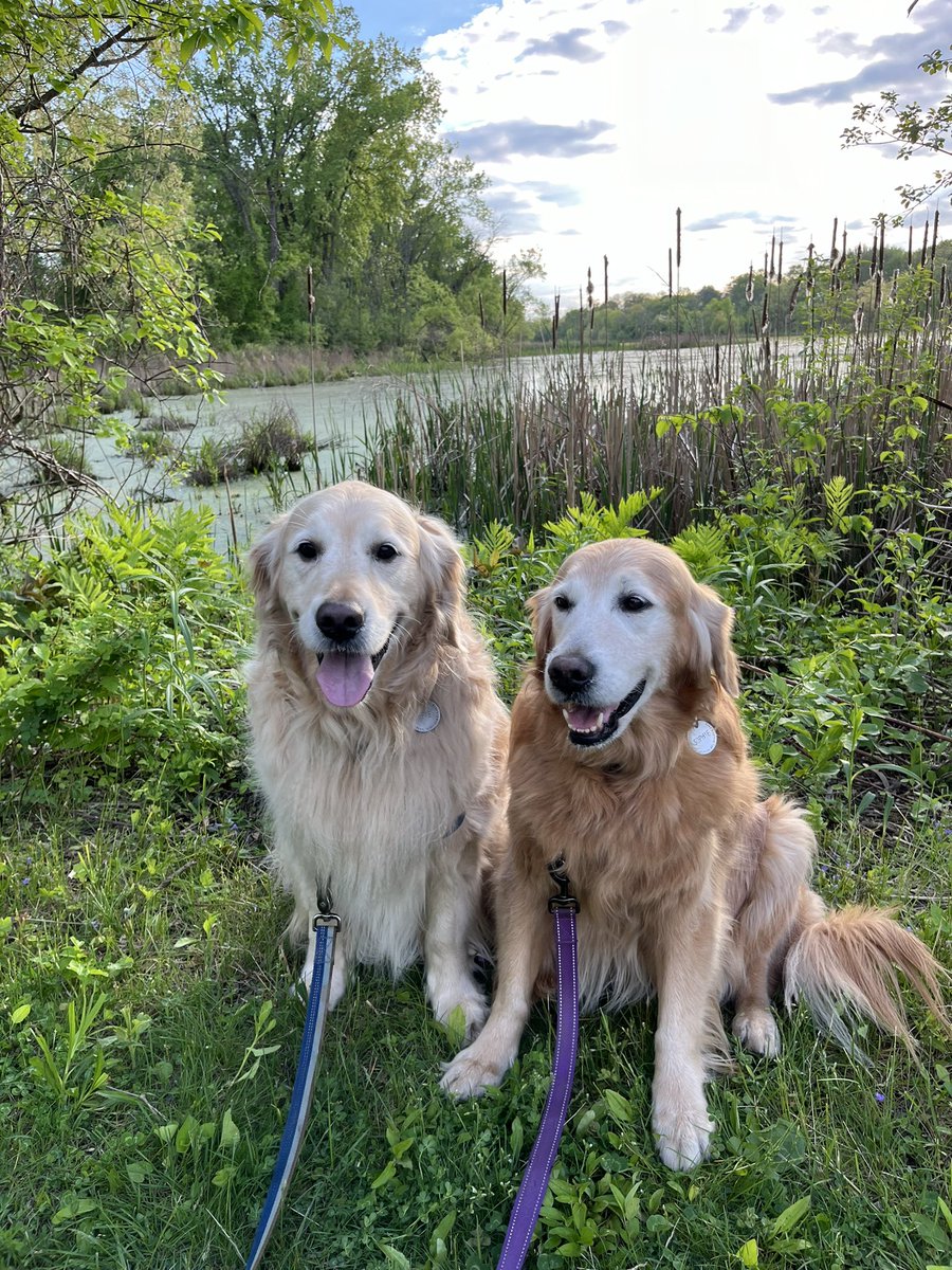 A nice walk along the #towpath! #SaturdayBlessings #NatureBeautiful #dogwalk #BrooksHaven #DogCelebration #grc #dogsofx #RescueDogs