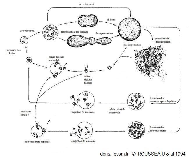 DORIS_ffessm's tweet image. Enfin, dans les dernières fiches publiées ces 3 derniers jours, nous avons une #algue #planctonique, parfois envahissante : la mousse de mai.

MÜLLER Y., MARAN V., MOUGET J-Luc. in : #DORIS, 18/05/2024 :
Phaeocystis globosa Scherffel, 1899, doris.ffessm.fr/ref/specie/5874

#biodiversite