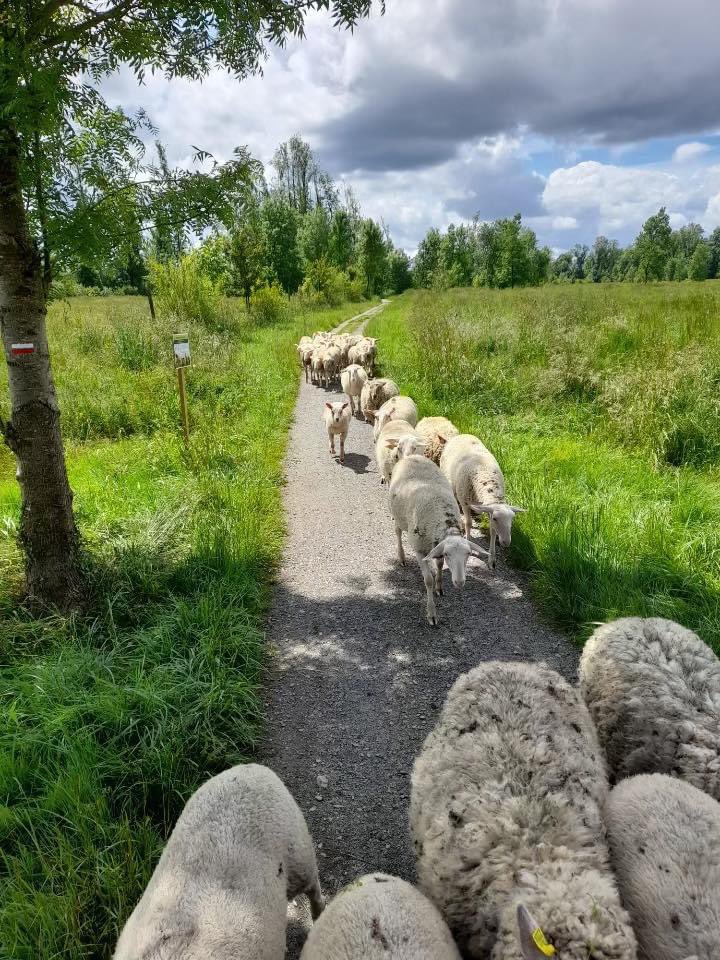 #Animaux 🐏 - Vous les croiserez peut-être en vous promenant aux abords de l’hippodrome de Châteauroux ! 🌿 Ils sont désormais 47 moutons et 2 agneaux à vivre en liberté et à entretenir nos espaces. 🐑😍