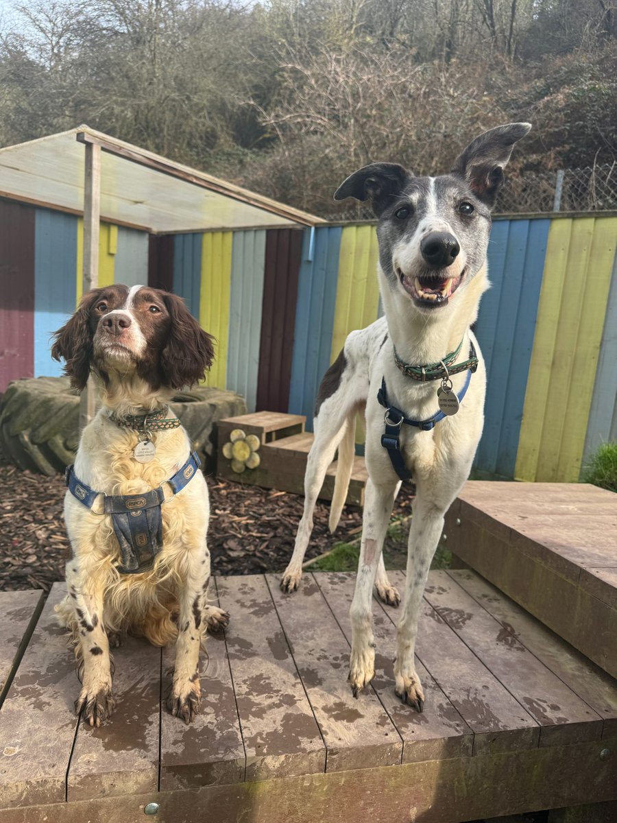 Please retweet to help Bunny and Delilah find a home together #EXETER #UK BONDED PAIR, We are on the lookout for a loving retirement home for 2 gentle girls who love nothing more than cuddles on the sofa! - RSPCA Bunny is an 11 year old springer spaniel who dreams of a