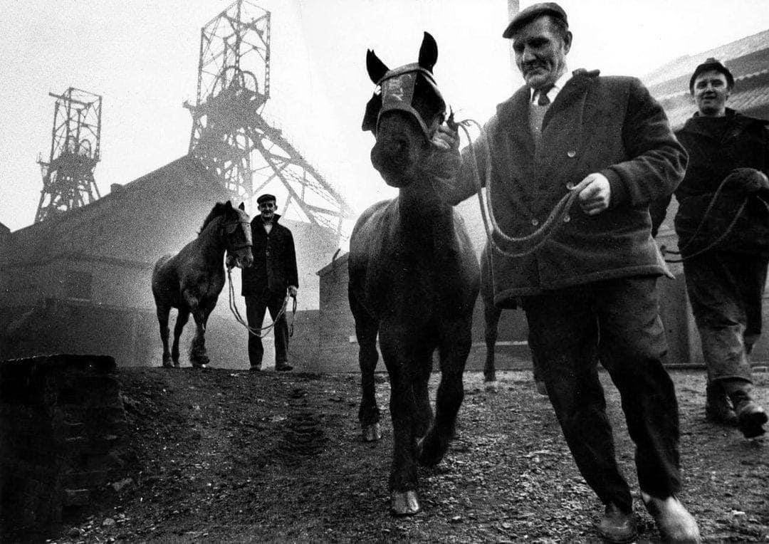 A photograph of the last pit ponies at Wheldale colliery, Castleford, Yorkshire, taken in 1972