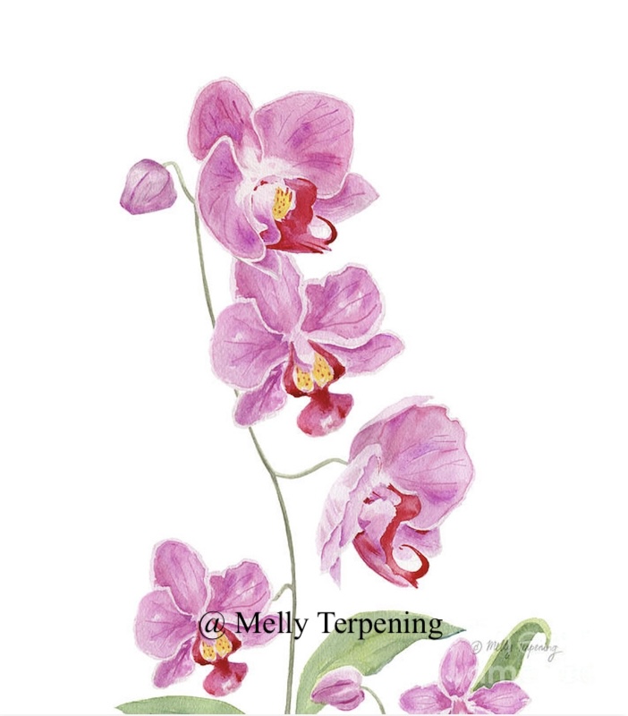 -'Orchid 3'- Watercolor painting fineartamerica.com/featured/orchi…
#watercolorpainting #floralart #flowers #art #homedecor #flowerpainting