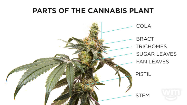 What's up #stonerfam and #Growmies 
Just a little something for the new growers to take note of...
Anatomy of a Cannabis Plant
1. Roots
2. Stem
3. Leaves
4. Flower (Buds)
5. Trichomes
6. Nodes and Internodes
7. Branches
8. Pistils and Stigmas
9. Fan Leaves
10. Sugar Leaves