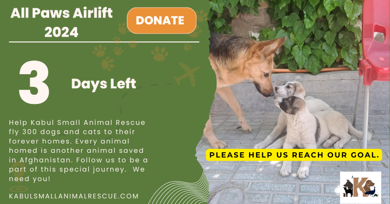 KSARshelter's tweet photo. We're raising funds to fly 300 rescued cats and dogs to their forever homes and rescues in the US this summer via a chartered cargo plane. Each flight means a chance for a thriving life with a loving family, and every homed animal translates to another saved here in Afghanistan.