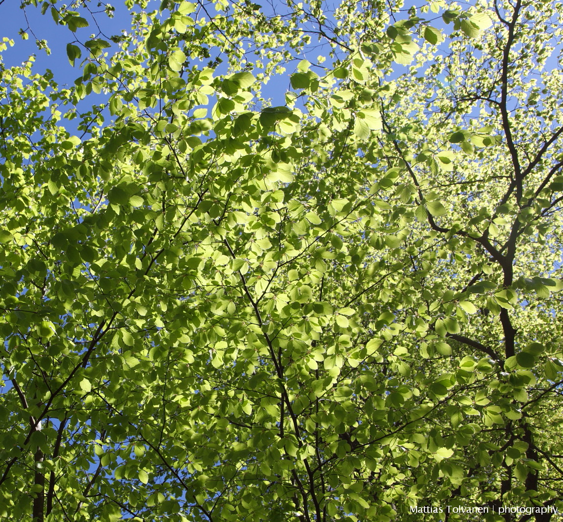 Alkukesän heleä vihreys; #pyökki eli metsäpyökki #Fagus sylvatica Kaisaniemen kasvitieteellisessä puutarhassa, European #beech at #Kaisaniemi Botanic #Garden in #Helsinki Finland