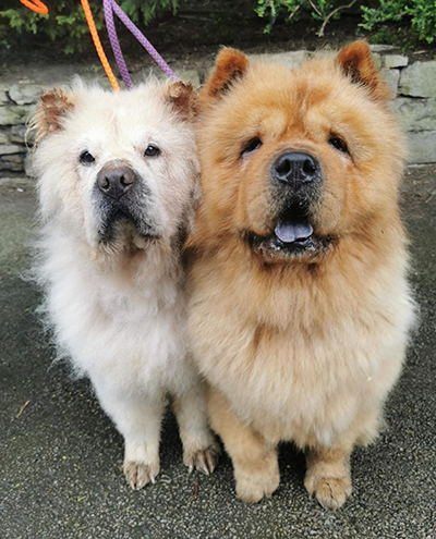Please retweet to help Teddy and Narla find a home together #YORKSHIRE #UK Teddy and Narla 10-year-old Chow Chows, were part of a distressing situation that called for urgent assistance. Despite not specialising in chows, 8 Below Husky Rescue couldn’t turn a blind eye and