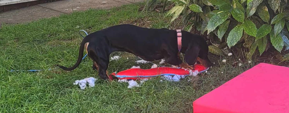 WSausage69798's tweet photo. Thanks for the "indestructible" toy mum @wearefordogs @sosage #petsofx #productdesign #toys #dog #tannedsosage https://t.co/tUSYmt2onU