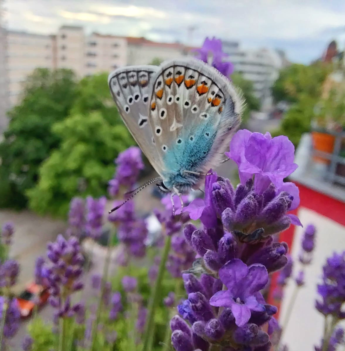 Schmetterling in Berlin.