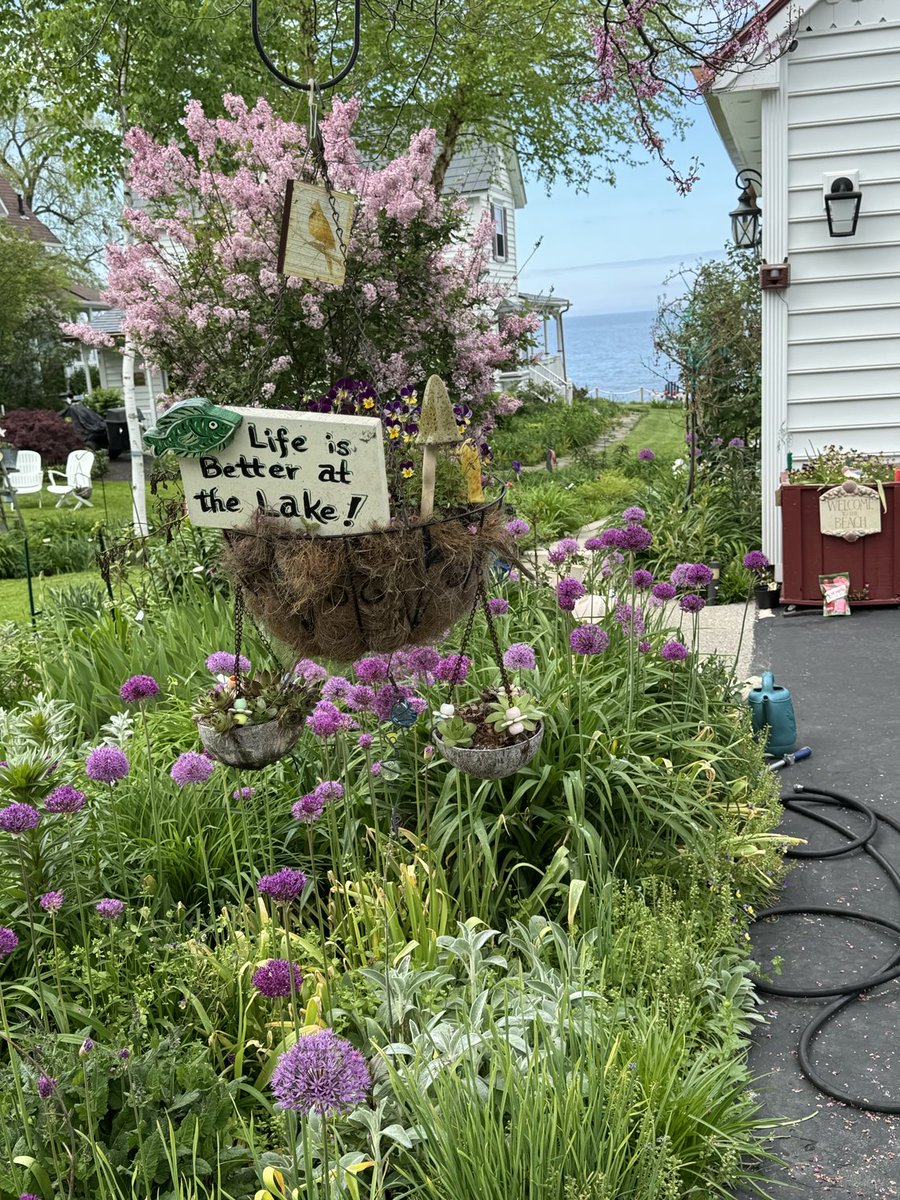 Lakeside allium!

#LakeOntario ⁦@Wxandgardenguy⁩