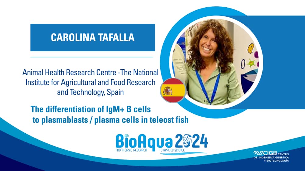 En #BioAqua_2024, Carolina Tafalla, del Animal Health Research Center - The National Institute for Agricultural and Food Research and Technology, de España, presentará la conferencia 'The differentiation of IgM+ B cells to plasmablast /plasma cells in teleost fish'.