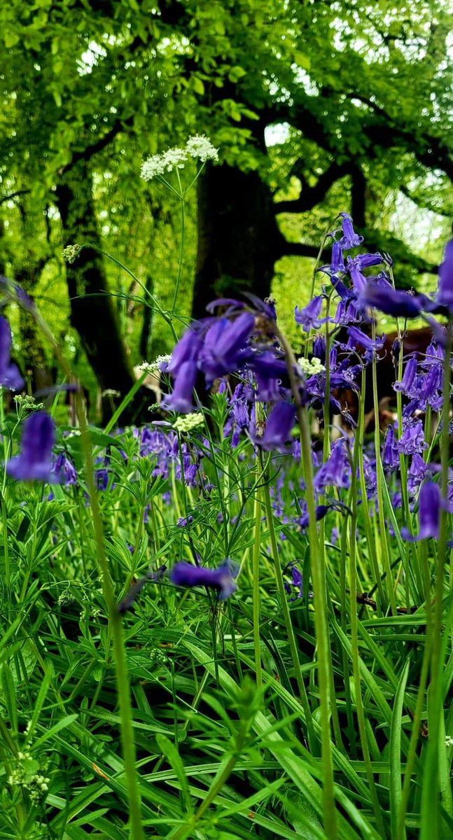 Simply wonderful to see bluebells! Adore our native flowers on the avenue @Mt_Briscoe #MountBriscoeOrganicFarm #visitoffaly #wildflowers #Biodiversity