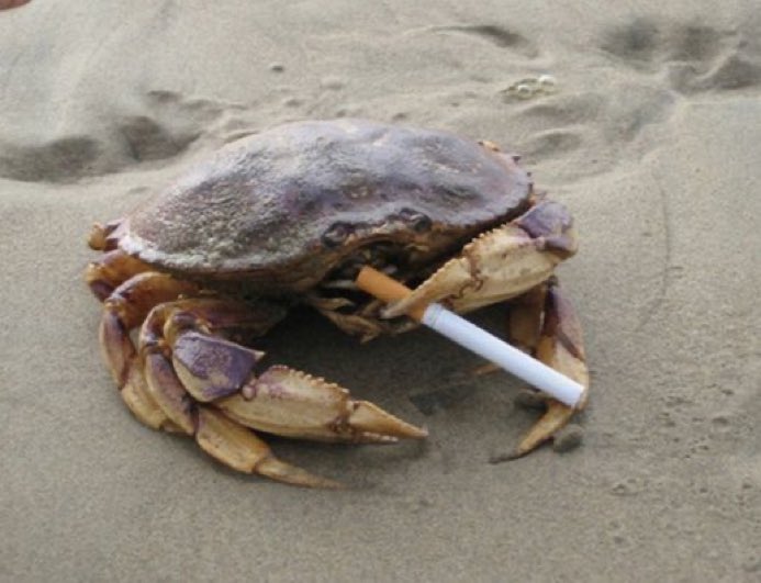 Now I'm falling asleep and she's calling a cab. While he's having a smoke and he’s also a crab.