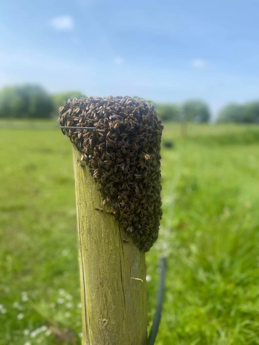 We have more need for a nuc but this time we have one to hand! I’m hoping this is the cast of the previous swarm we had from attic!!! We have been really lucky that they are swarming so close to their home and we can rehome them!! #mountbriscoeorganicfarm #busybees #nativebeeds